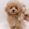 Thumbnail of new posts 084