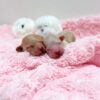 Thumbnail of new posts 001