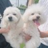 Thumbnail of new posts 012