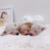 Thumbnail of new posts 191