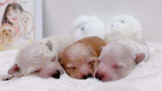 Thumbnail of post image 138