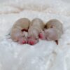 Thumbnail of new posts 072