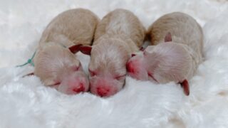Thumbnail of post image 050