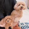 Thumbnail of new posts 142