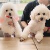 Thumbnail of new posts 143