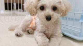 Thumbnail of post image 071