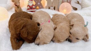 Thumbnail of post image 026