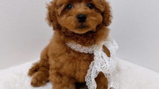 Thumbnail of post image 145