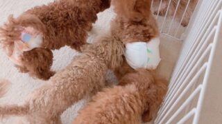 Thumbnail of post image 117