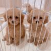Thumbnail of new posts 176