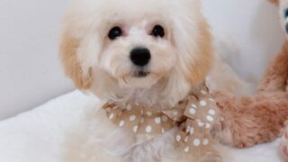 Thumbnail of post image 164