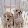 Thumbnail of new posts 104