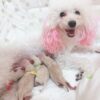 Thumbnail of new posts 006