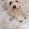 Thumbnail of new posts 062